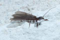 Oligotoma saundersii