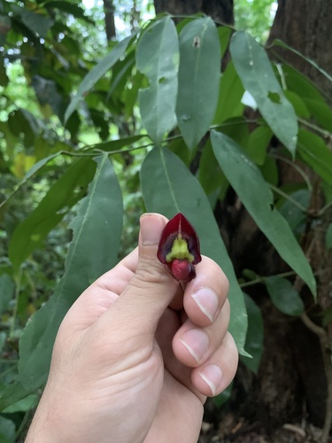 Adinobotrys atropurpureus