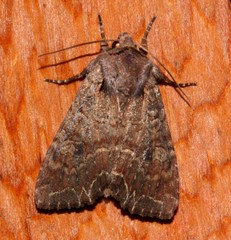 Lacanobia radix