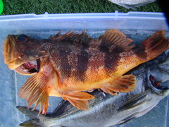 Helicolenus percoides