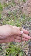 Festuca sibirica