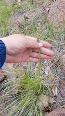 Festuca sibirica