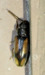 Polypria cruxrufa