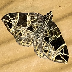 Gandaritis atricolorata