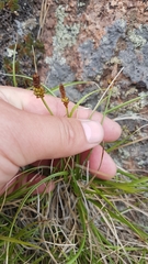 Carex argunensis