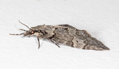 Hydriomena transfigurata