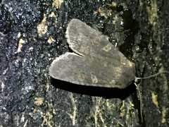 Lithophane laticinerea