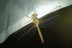 Neurocordulia xanthosoma