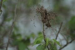 Heliocarpus donnellsmithii