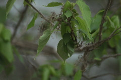 Heliocarpus donnellsmithii
