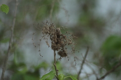 Heliocarpus donnellsmithii