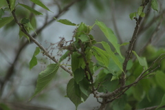 Heliocarpus donnellsmithii