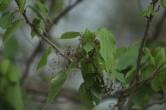 Heliocarpus donnellsmithii