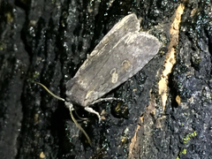 Lithophane laticinerea