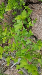 Ribes pulchellum