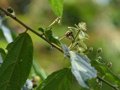 Grewia serrulata