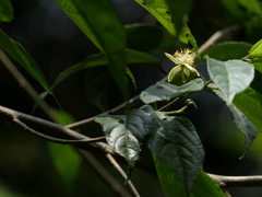 Grewia serrulata