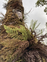 Adenophorus tamariscinus