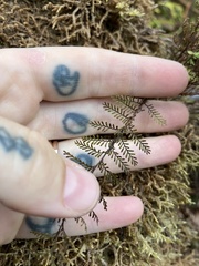 Adenophorus tamariscinus