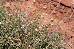 Brickellia microphylla scabra
