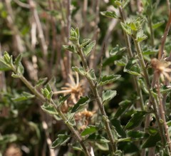 Brickellia microphylla scabra