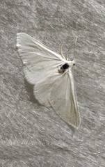 Lithostege farinata
