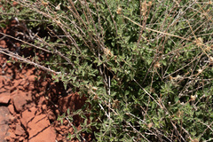 Brickellia microphylla scabra
