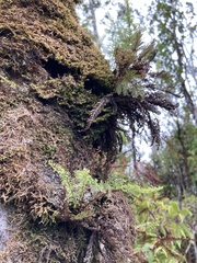 Adenophorus tamariscinus