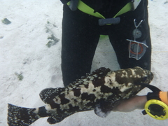 Epinephelus