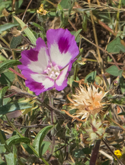 Clarkia williamsonii
