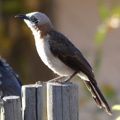 Turdoides gymnogenys