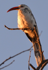 Tockus damarensis