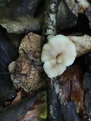 Lentinellus subaustralis