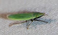 Draeculacephala bradleyi