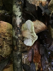 Lentinellus subaustralis