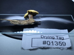 Lentinellus subaustralis