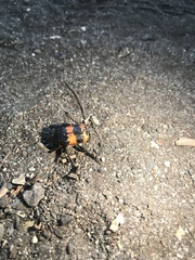 Nicrophorus investigator