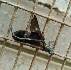 Calopteryx maculata