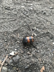 Nicrophorus investigator