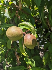 Prunus persica nucipersica