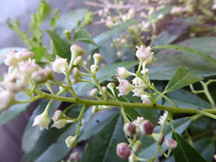 Noltea africana