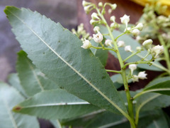 Noltea africana