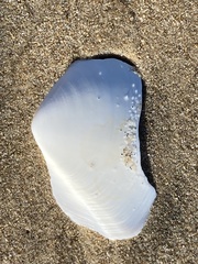 Rexithaerus secta