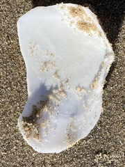 Rexithaerus secta
