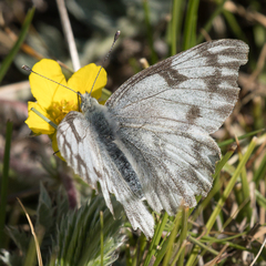Pontia occidentalis
