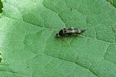 Glipa oculata