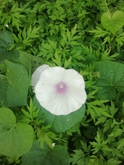 Ipomoea