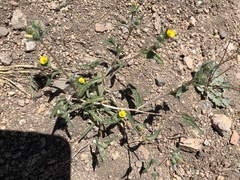 Mentzelia montana
