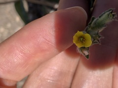 Mentzelia montana