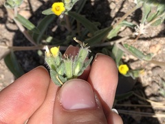 Mentzelia montana